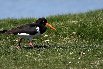 TEXEL HOLLANDE 17-05-27 03472   Photos ACG 2017