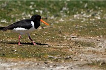 TEXEL HOLLANDE 17-05-27 03477   Photos ACG 2017