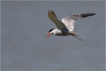 TEXEL HOLLANDE 17-05-27 03480   Photos ACG 2017