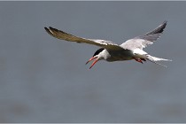 TEXEL HOLLANDE 17-05-27 03481   Photos ACG 2017