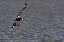 TEXEL HOLLANDE 17-05-27 03596   Photos ACG 2017