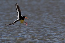 TEXEL HOLLANDE 17-05-27 03597   Photos ACG 2017