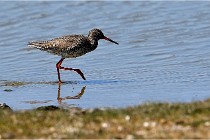 TEXEL HOLLANDE 17-05-27 03673   Photos ACG 2017