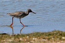 TEXEL HOLLANDE 17-05-27 03674   Photos ACG 2017