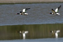 TEXEL HOLLANDE 17-05-27 03688   Photos ACG 2017