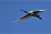TEXEL HOLLANDE 17-05-27 03721   Photos ACG 2017