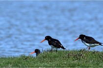TEXEL HOLLANDE 17-05-28 03886   Photos ACG 2017