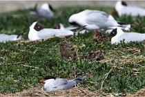 TEXEL HOLLANDE 17-05-28 03929   Photos ACG 2017