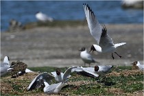 TEXEL HOLLANDE 17-05-28 04024   Photos ACG 2017