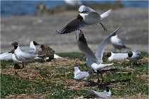TEXEL HOLLANDE 17-05-28 04027   Photos ACG 2017