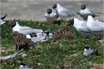 TEXEL HOLLANDE 17-05-28 04045   Photos ACG 2017