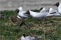 TEXEL HOLLANDE 17-05-28 04057   Photos ACG 2017
