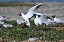 TEXEL HOLLANDE 17-05-28 04062   Photos ACG 2017