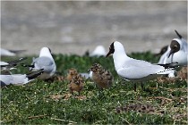 TEXEL HOLLANDE 17-05-28 04067   Photos ACG 2017