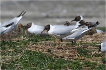 TEXEL HOLLANDE 17-05-28 04074   Photos ACG 2017