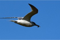 TEXEL HOLLANDE 17-05-28 08457   Photos ACG 2017