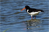 TEXEL HOLLANDE 17-05-28 08762  01  Photos ACG 2017
