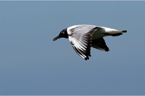 TEXEL HOLLANDE 17-05-28 08901   Photos ACG 2017