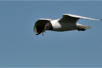 TEXEL HOLLANDE 17-05-28 08972   Photos ACG 2017