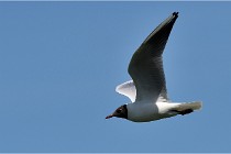 TEXEL HOLLANDE 17-05-28 09042   Photos ACG 2017