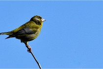 TEXEL HOLLANDE 17-05-28 09333   Photos ACG 2017