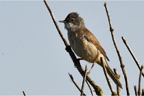 TEXEL HOLLANDE 17-05-28 09599   Photos ACG 2017