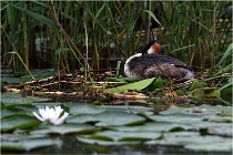 TEXEL HOLLANDE 17-05-30 04428   Photos ACG 2017