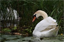 TEXEL HOLLANDE 17-05-30 04460   Photos ACG 2017