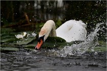 TEXEL HOLLANDE 17-05-30 04462   Photos ACG 2017