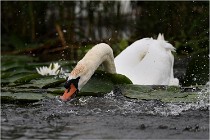 TEXEL HOLLANDE 17-05-30 04463   Photos ACG 2017
