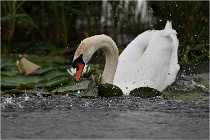 TEXEL HOLLANDE 17-05-30 04464   Photos ACG 2017