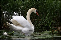 TEXEL HOLLANDE 17-05-30 04488   Photos ACG 2017