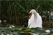 TEXEL HOLLANDE 17-05-30 04534   Photos ACG 2017