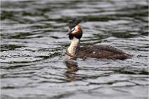 TEXEL HOLLANDE 17-05-30 04545   Photos ACG 2017