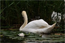 TEXEL HOLLANDE 17-05-30 04553   Photos ACG 2017