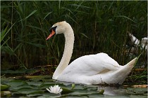 TEXEL HOLLANDE 17-05-30 04562   Photos ACG 2017