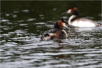 TEXEL HOLLANDE 17-05-30 04572   Photos ACG 2017