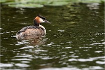 TEXEL HOLLANDE 17-05-30 04585   Photos ACG 2017