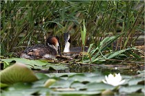 TEXEL HOLLANDE 17-05-30 04701   Photos ACG 2017