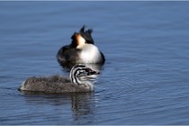 TEXEL HOLLANDE 17-05-30 04967   Photos ACG 2017