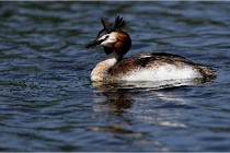 TEXEL HOLLANDE 17-05-31 05916   Photos ACG 2017