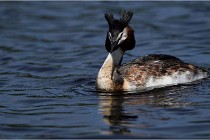 TEXEL HOLLANDE 17-05-31 05921   Photos ACG 2017