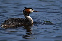 TEXEL HOLLANDE 17-05-31 05926   Photos ACG 2017
