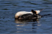 TEXEL HOLLANDE 17-05-31 05928   Photos ACG 2017