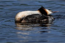 TEXEL HOLLANDE 17-05-31 05929   Photos ACG 2017