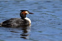 TEXEL HOLLANDE 17-05-31 05933   Photos ACG 2017