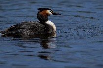 TEXEL HOLLANDE 17-05-31 05934   Photos ACG 2017