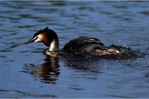 TEXEL HOLLANDE 17-05-31 05940   Photos ACG 2017