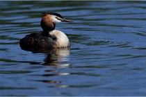 TEXEL HOLLANDE 17-05-31 05945   Photos ACG 2017