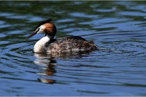TEXEL HOLLANDE 17-05-31 05949   Photos ACG 2017